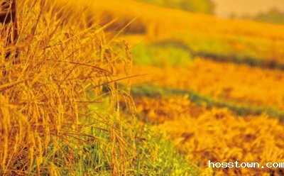 生机勃勃的稻草泥